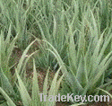 Aloe vera seedlings