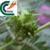 Manufacturers Supply: Tribulus terrestris Extract (Saponins 20%-90%)