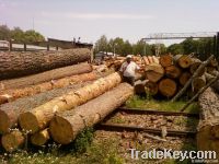 Timber & Timber Product