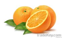 Fresh Oranges