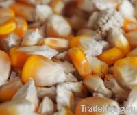 Dry Corn