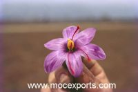 Kashmiri Mogra Saffron Supply