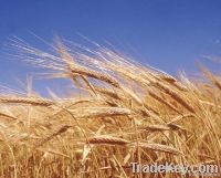 wheat