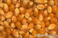 Maize | Maize Exporter | Corn Grain Seller | Maize Buyer | Bulk Maize Grain Importer | Corn bean Buyer | Corn bean Wholesaler | Corn Grain Manufacturer | Best Quality Corn Grain | Cheap Maize Supplier | Low Price Corn | Yellow Corn | White Cron | Baby Mai