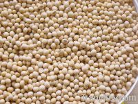 Non-Gmo Yellow Soybeans 