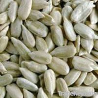 New Crop Sunflower Seeds Suppliers | Sunflower Seed Exporters, | Sunflower Black Seed  | Striped Black Seed | Flowers Seed | Sunflower Kernels