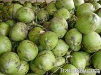 Fresh green Coconuts