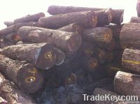 Black Walnut Veneer Logs