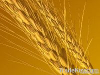 Selling long grain rice and amazing wheat