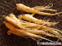 American Ginseng Extract