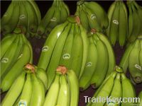 Premium Cavendish Class A Fresh Green Ecuadorian Bananas