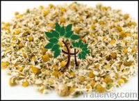 Chamomile