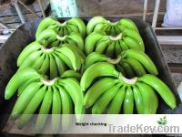 Fresh Green Cavendish Banana