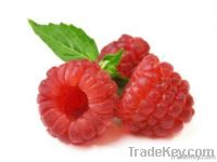 Raspberry Juice Concentrate