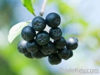 Aronia Juice Concentrate