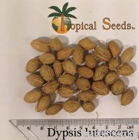 Dypsis lutescens, areca, butterfly palm seeds.
