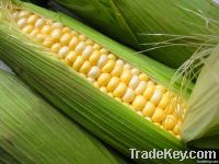 We sell  Corn (Forward Contract)