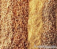 We sell  Grain  (Forward Contract)