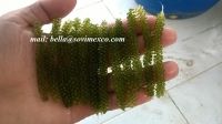 seaweed seagrape -caulerpa lentillifera in Viet Nam