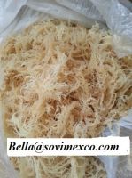 eucheuma ecottonii  seaweed in Viet Nam