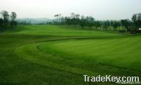 Artificial grass for golf mat, easy maintenance