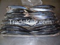 horse mackerel, tilapia, sardine, Frozen Seafood , Horse Mackerel, Salmon, Shrimp, Skipjack Tuna