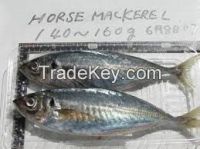 Frozen Ribbonfish Whole Round and HGT