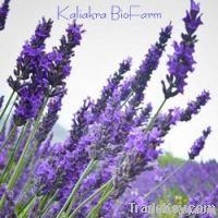 Lavender Oil