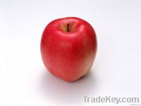 DELICIOUS APPLE