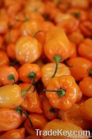 Pepper Habanero Orange