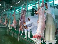 Muslim sheep slaughtering equipment