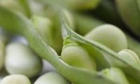 Broad White Beans