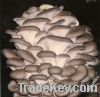 https://www.tradekey.com/product_view/Gray-Oyster-Mushrooms-3728995.html