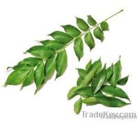 Curry Leaves