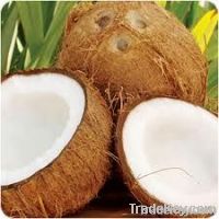 Coconut