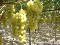 Table grape