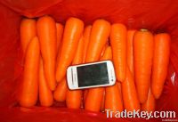 https://jp.tradekey.com/product_view/2012-Fresh-Carrot-carrot-Silk-3924566.html