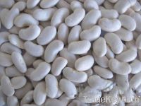 2012 dried white kidney bean