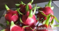 https://www.tradekey.com/product_view/Binh-Thuan-Dragon-Fruit-3863065.html