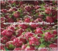 FRESH DRAGON FRUIT