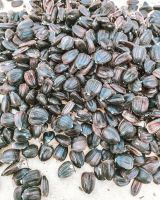 Black Sunflower Seeds