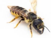 Mason Pollination Bees