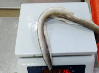 Frozen Eel Fillet