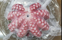 Frozen Big Octopus