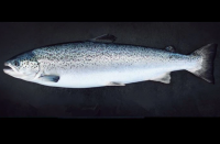 Frozen Atlantic Salmon