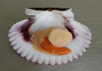 Frozen Half Shell Peruvian Scallop