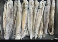 Individual Quick Frozen Illex Squid