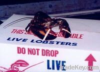 Live Lobster(spiny)