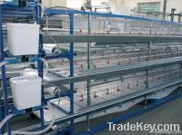 Cage Equipment for Pullets and Broilers Growing
