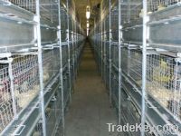 Cage Equipment for Broilers Growing